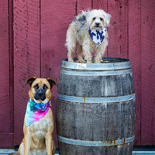 Dog bandana print on clearance demand