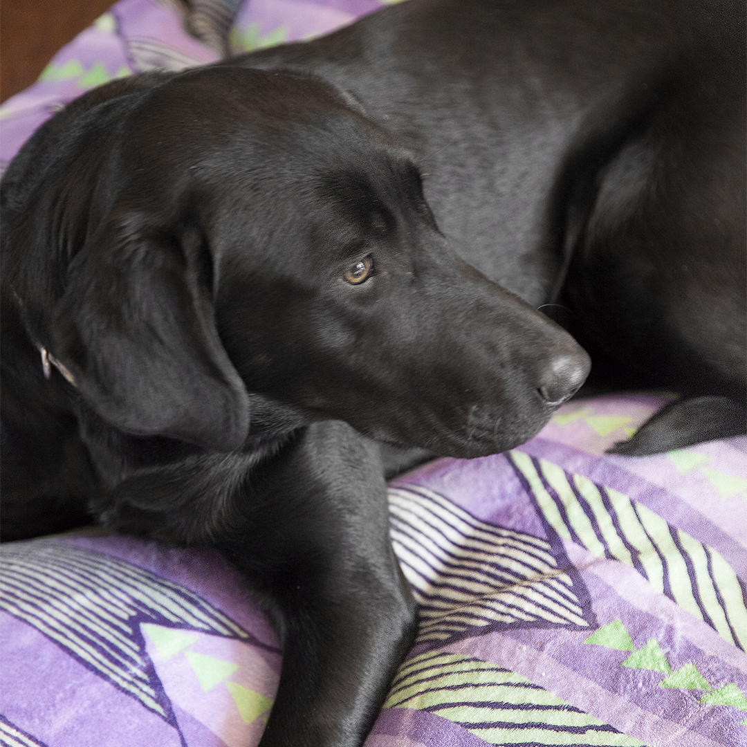 Pet Beds